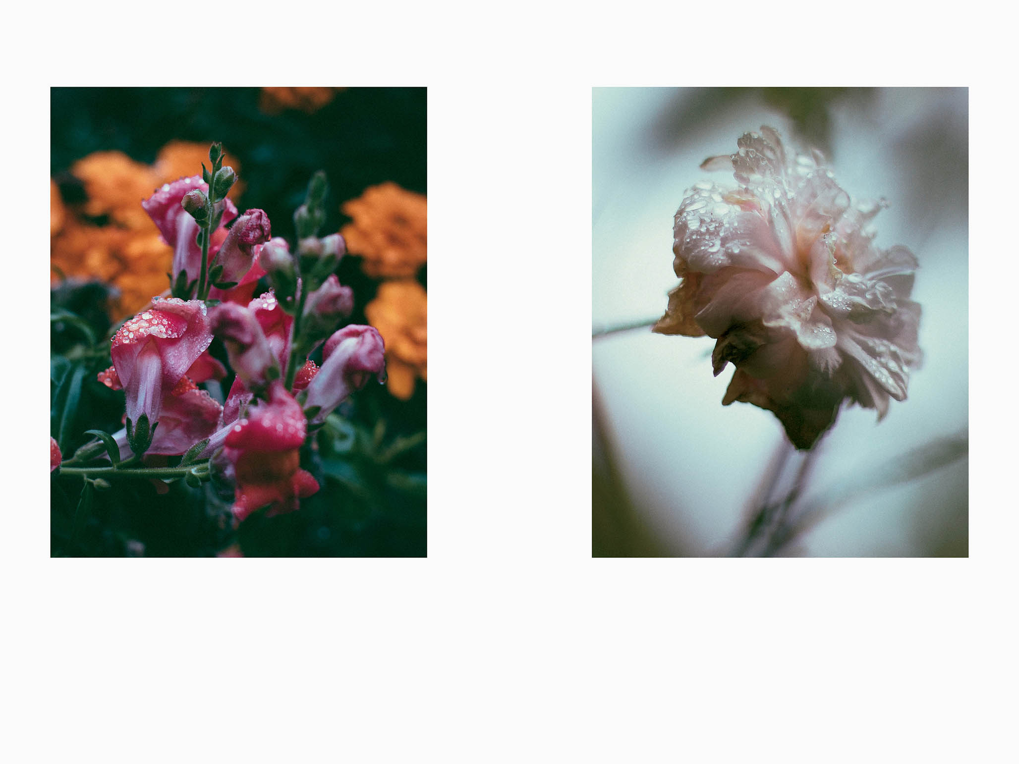 Impactigram Pair 02