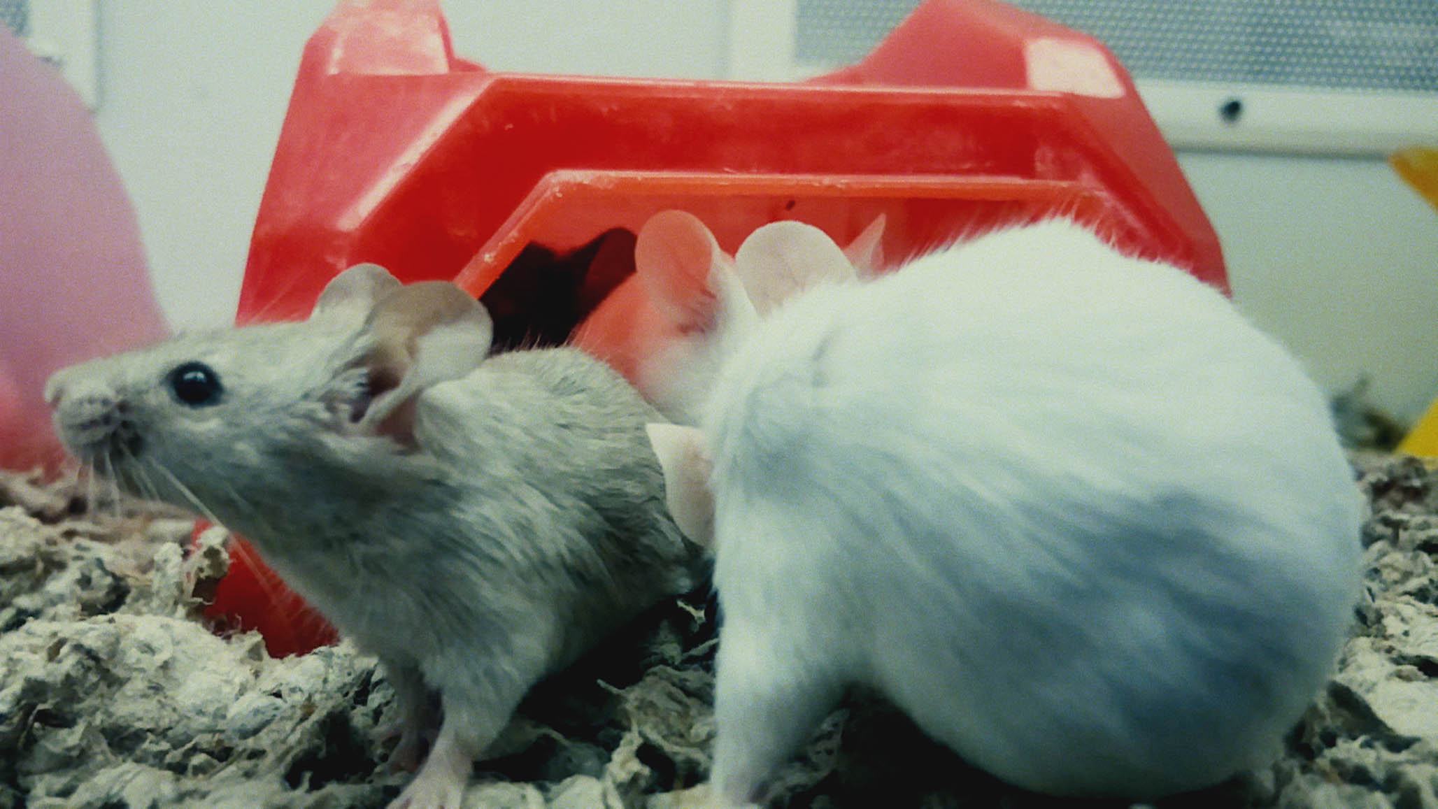 Impactist Pet Sounds Still Frame 02