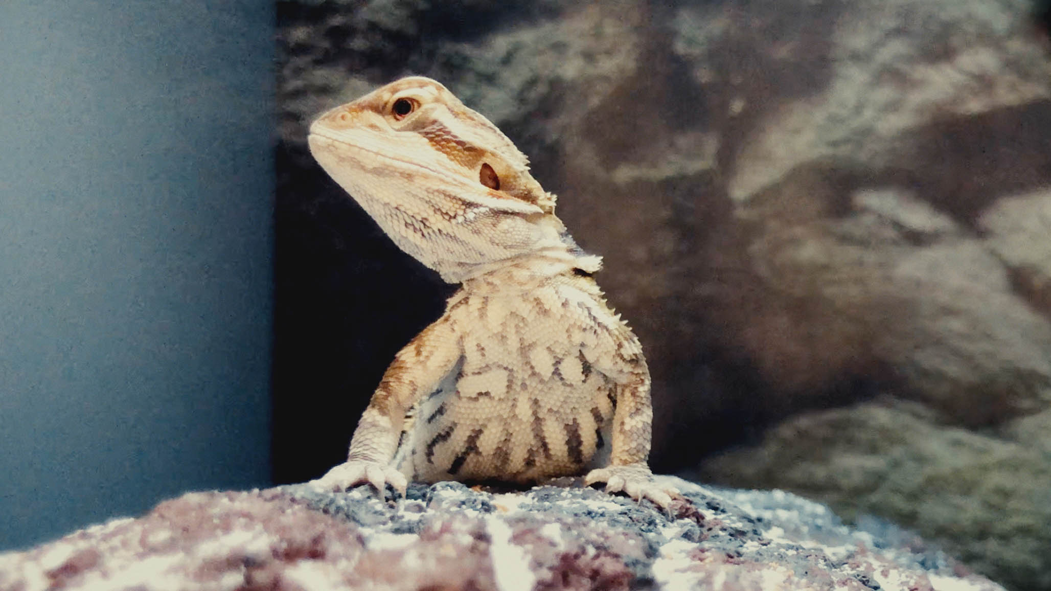 Impactist Pet Sounds Still Frame 06