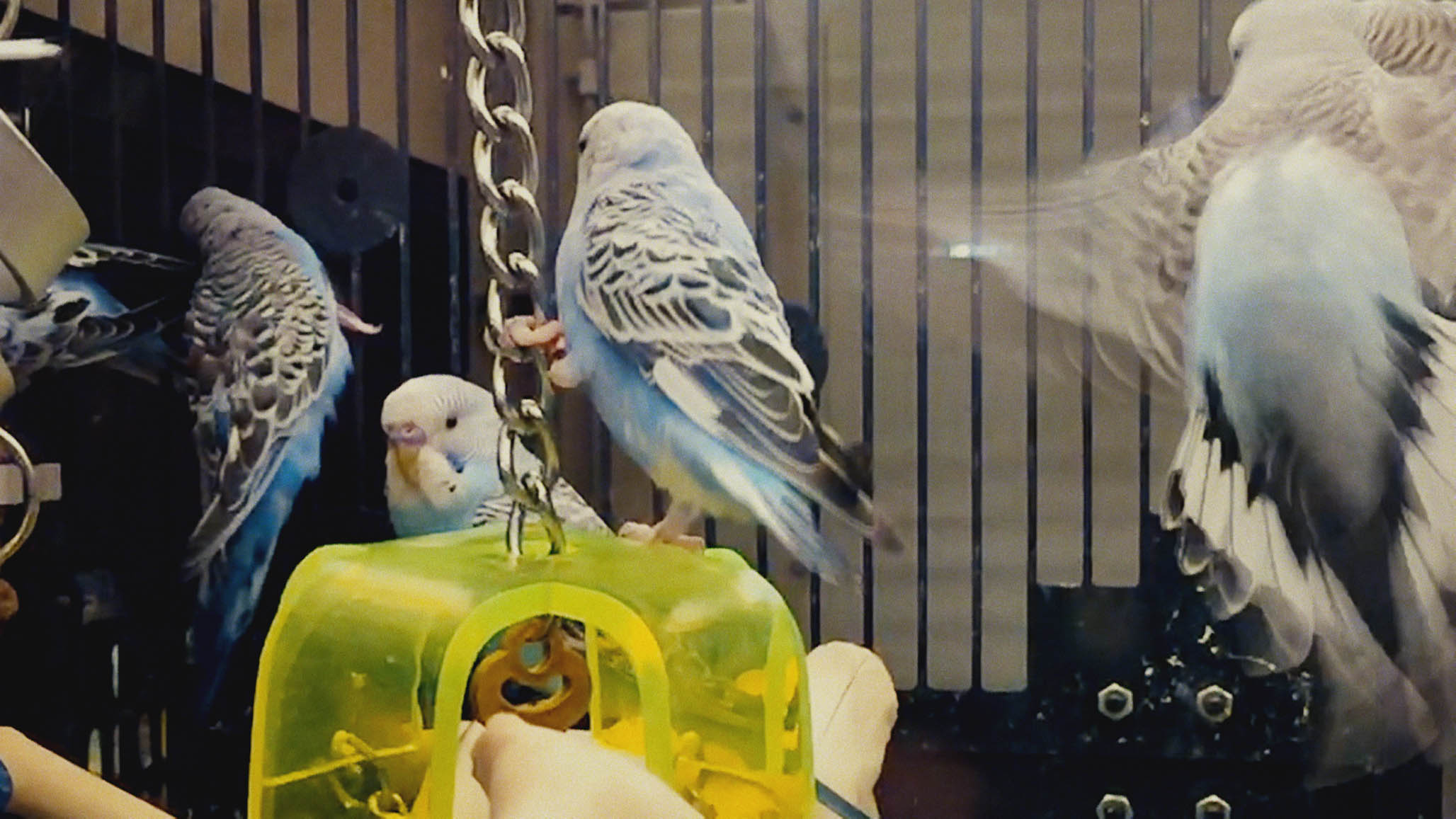 Impactist Pet Sounds Still Frame 07