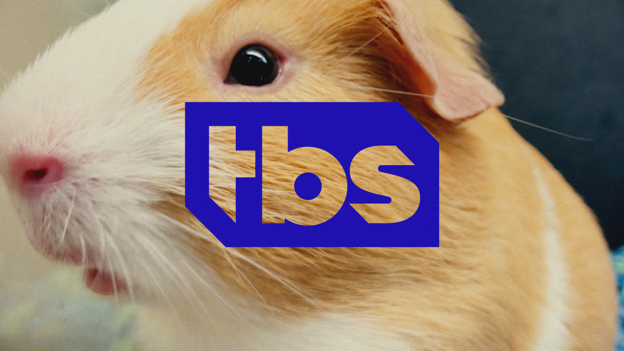 Impactist Pet Sounds Still Frame 13