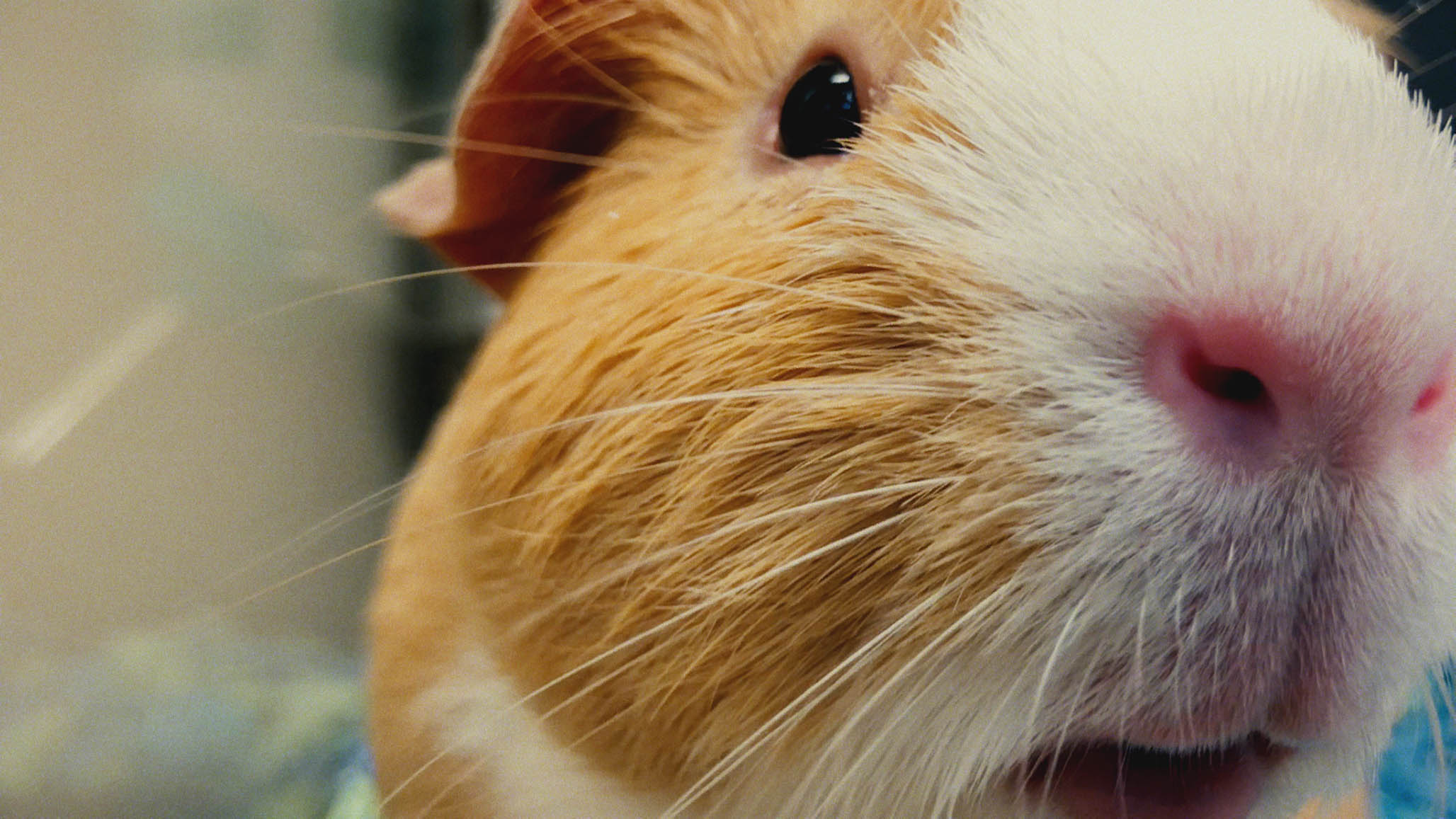 Impactist Pet Sounds Still Frame 18