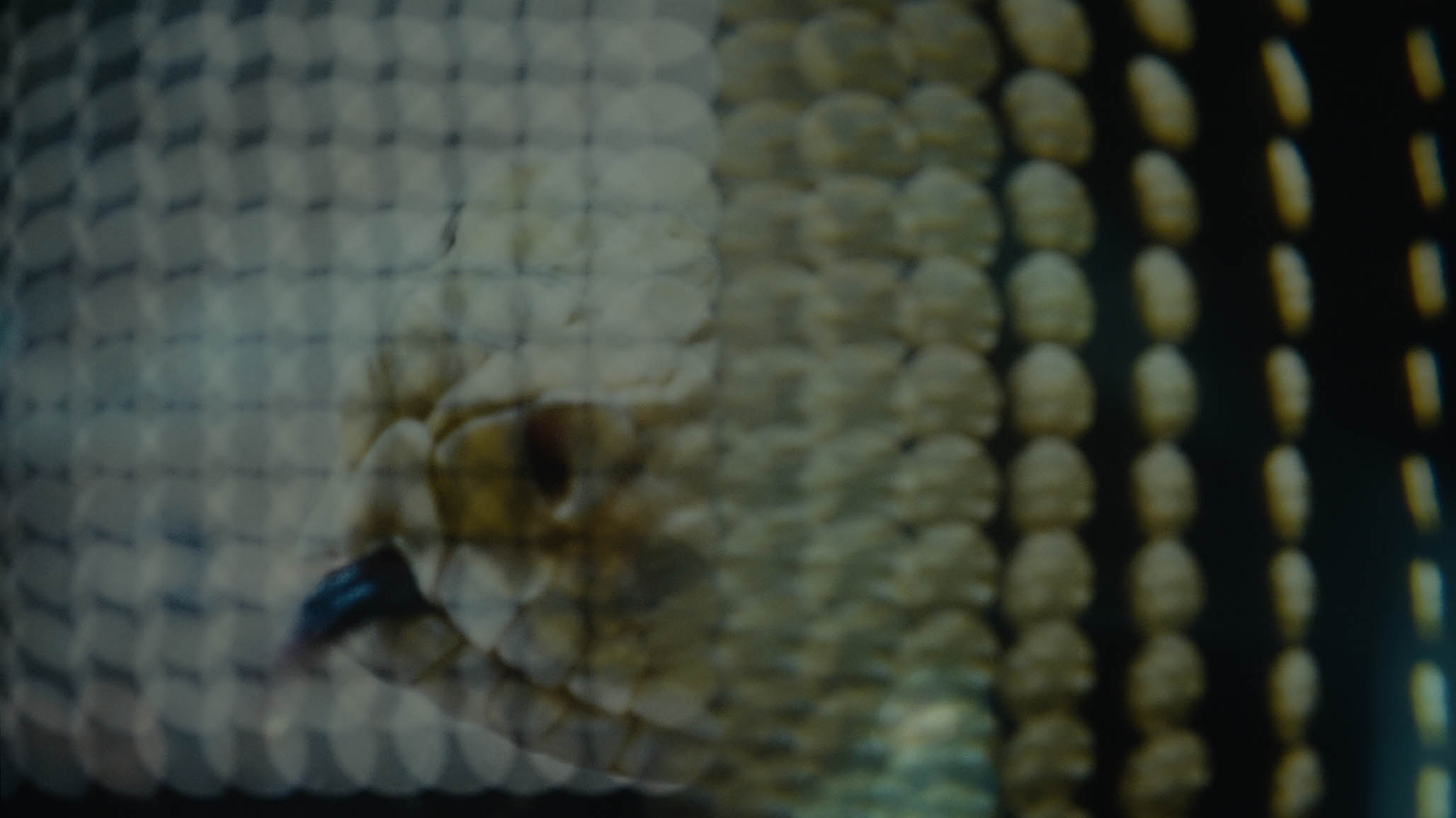 Impactist FX THE SECRETS OF HILLSONG Still Frame 13