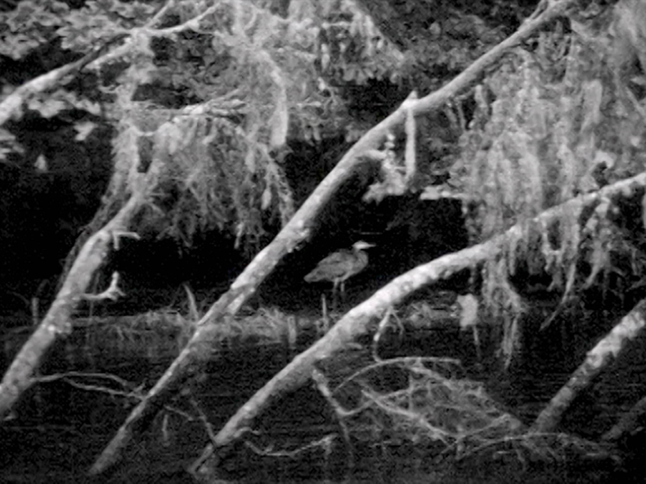 Impactist Magical Still Frame 01