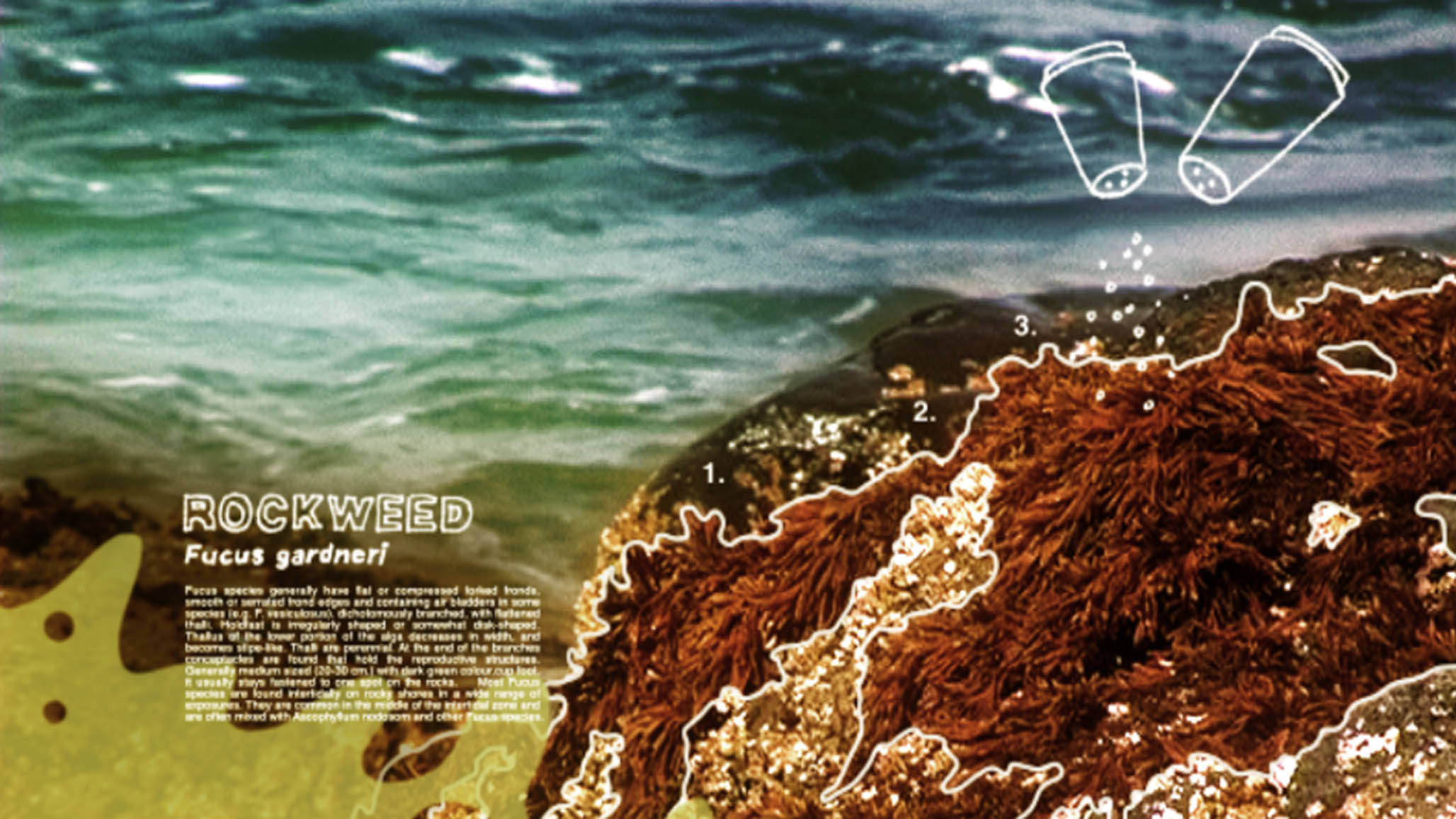 Impactist Tidepool Still Frame 06