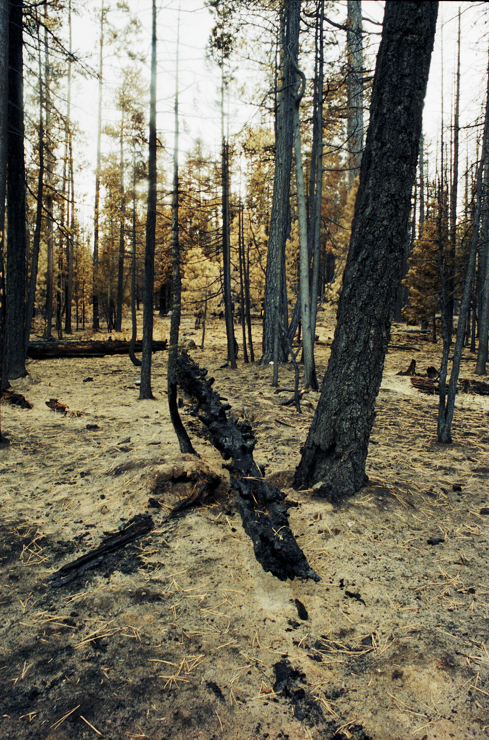 Impactist Winter Fire Image 03a