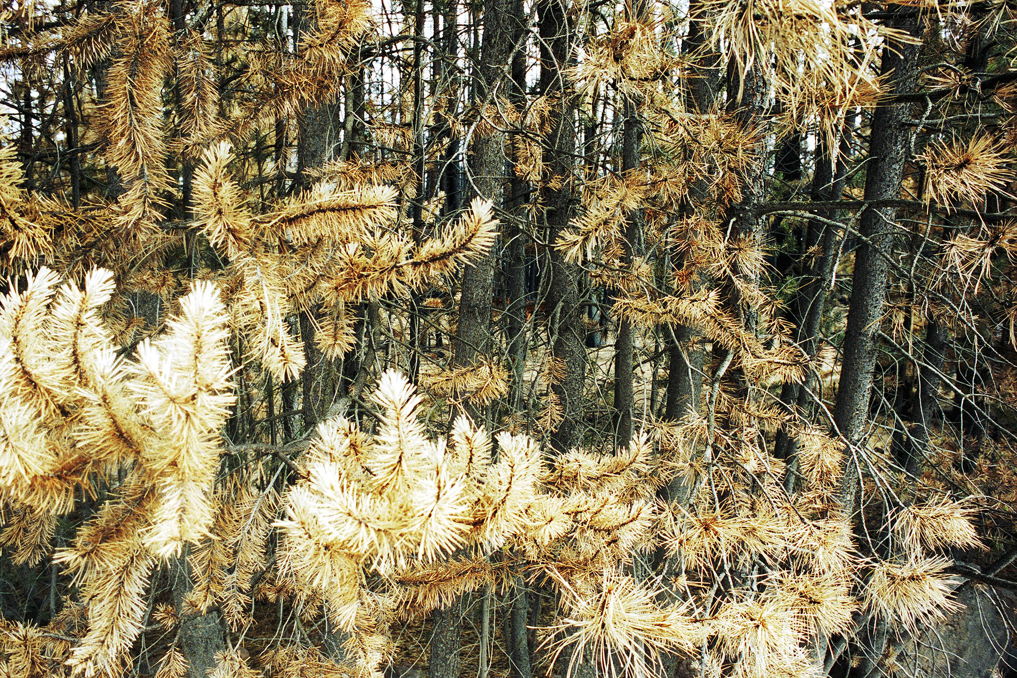 Impactist Winter Fire Image 03b