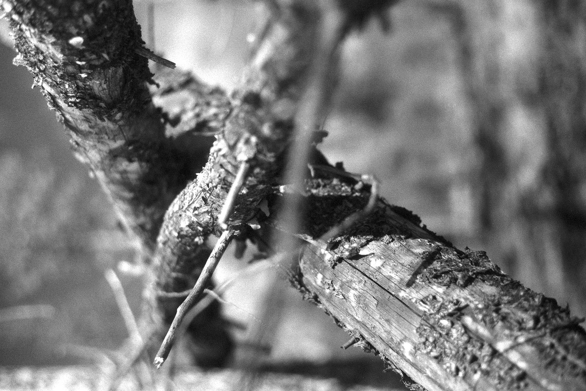 Impactist Winter Fire Image 11b