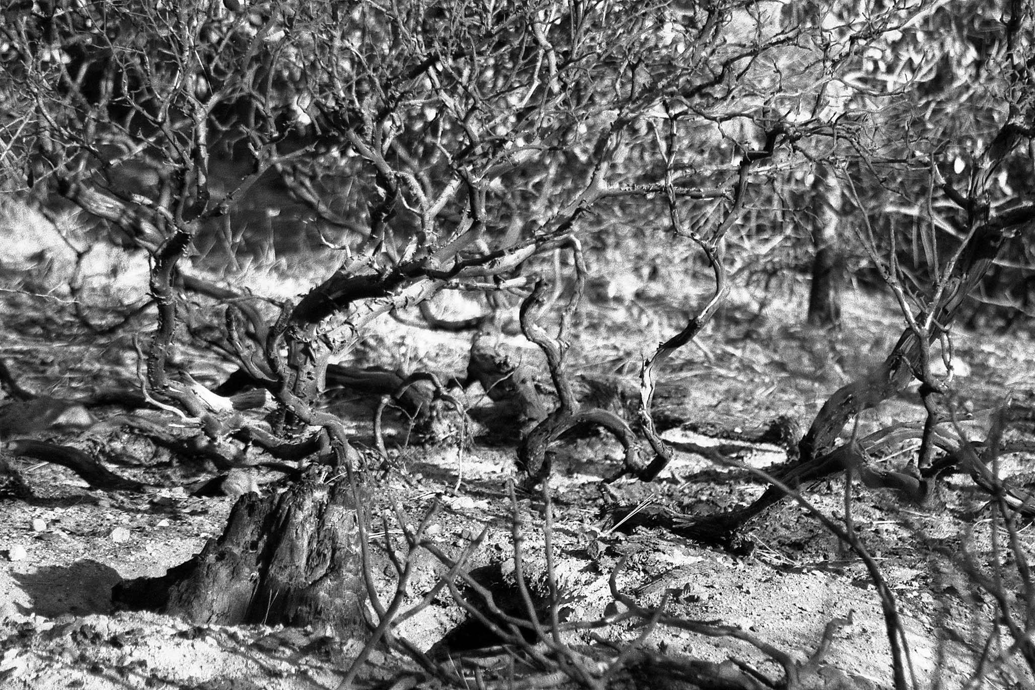 Impactist Winter Fire Image 14