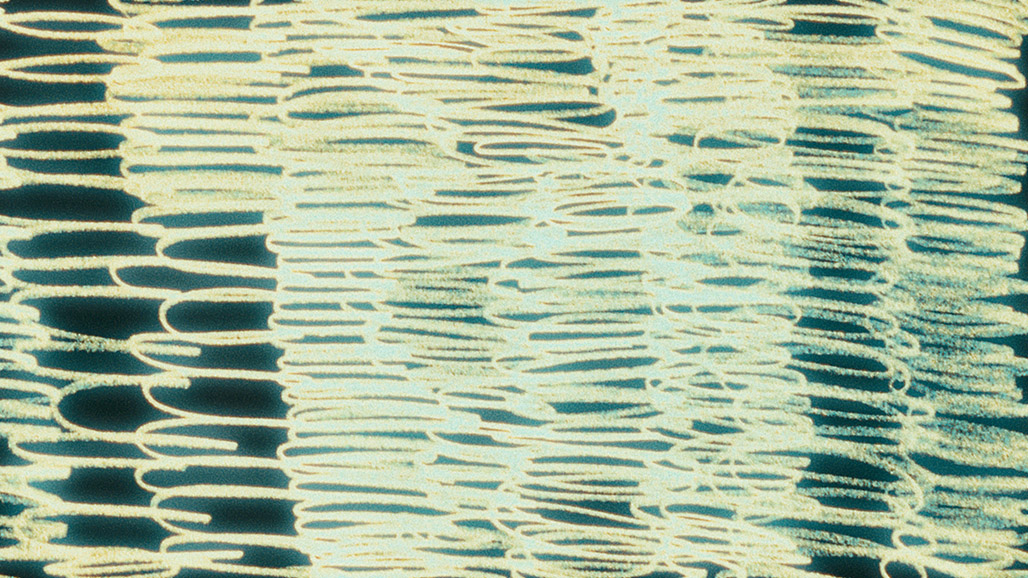 IMPACTIST BREATHING SEASON Still Frame 39