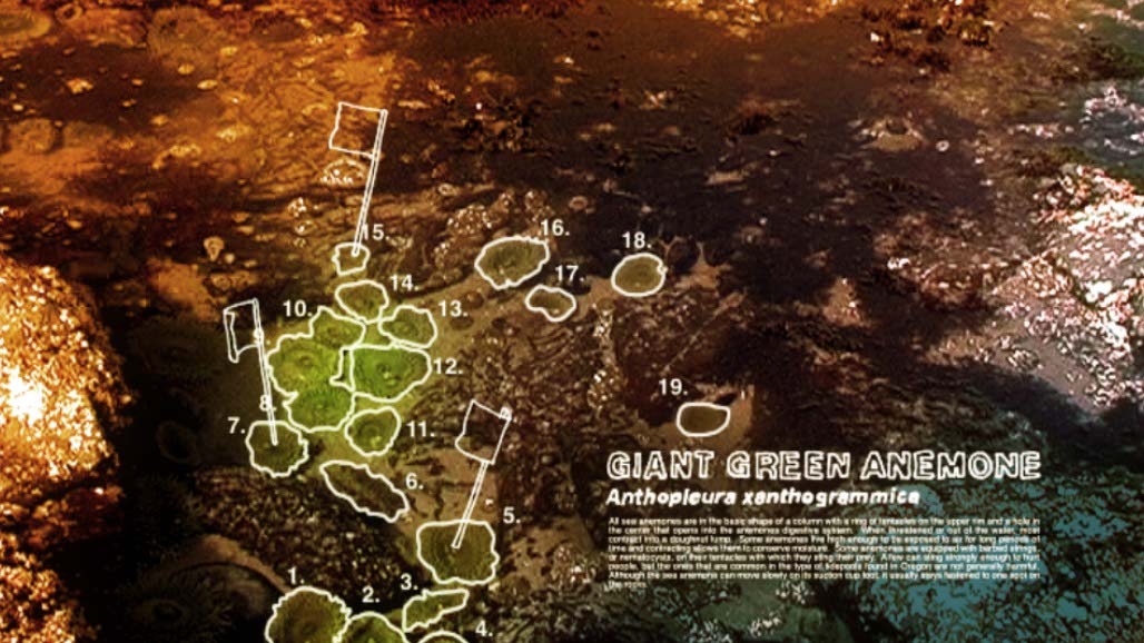 Impactist Tidepool Still Frame 03