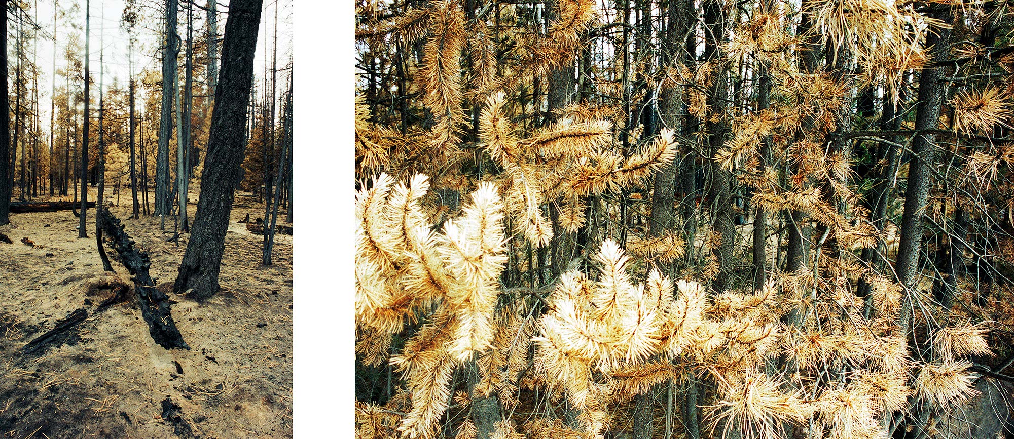 Winter Fire Patterns Image 03