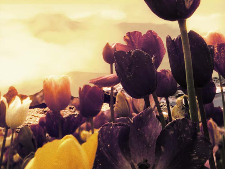 Impactist Papers Still Frame 03