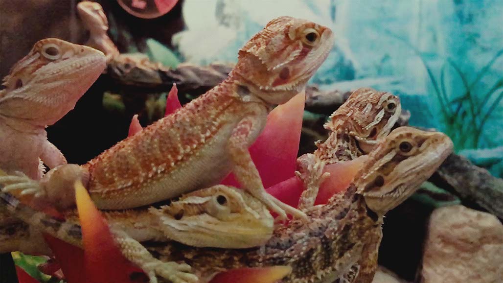 Impactist Pet Sounds Still Frame 01