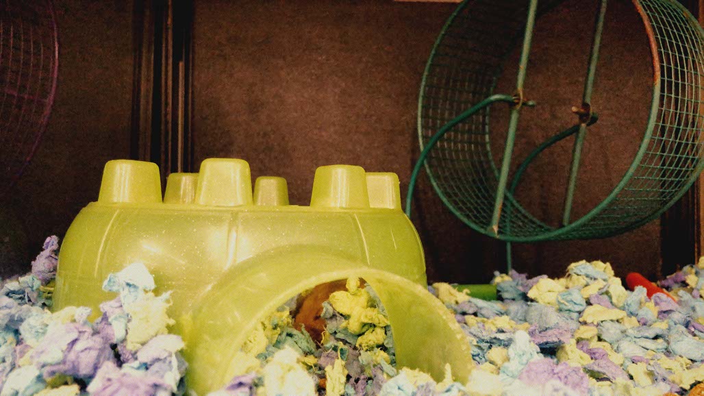 Impactist Pet Sounds Still Frame 04