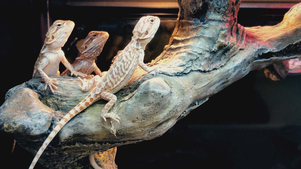 Impactist Pet Sounds Still Frame 08