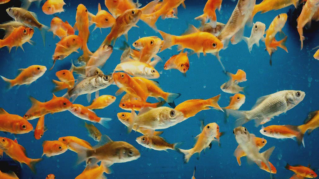 Impactist Pet Sounds Still Frame 11