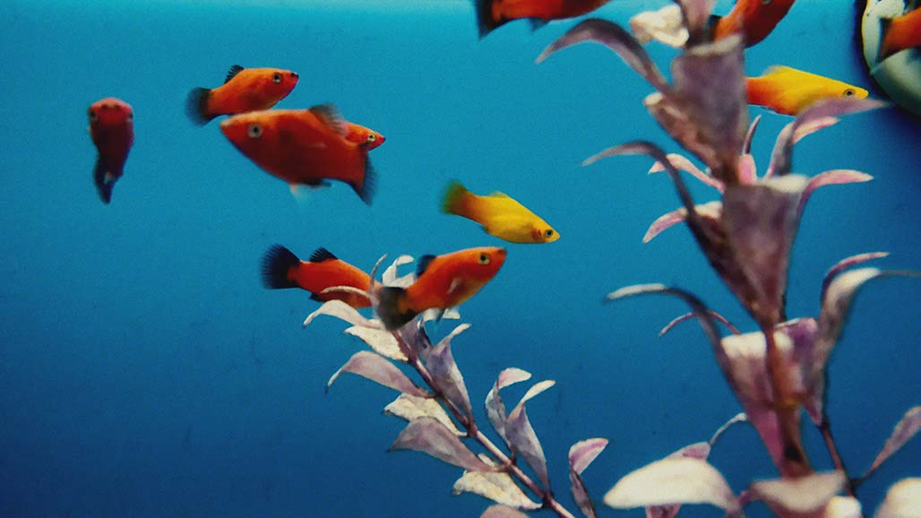 Impactist Pet Sounds Still Frame 12