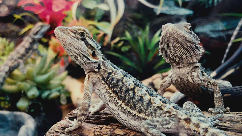 Impactist Pet Sounds Still Frame 14