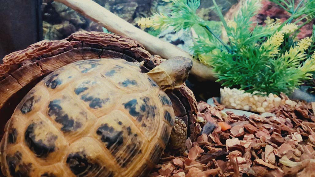 Impactist Pet Sounds Still Frame 16