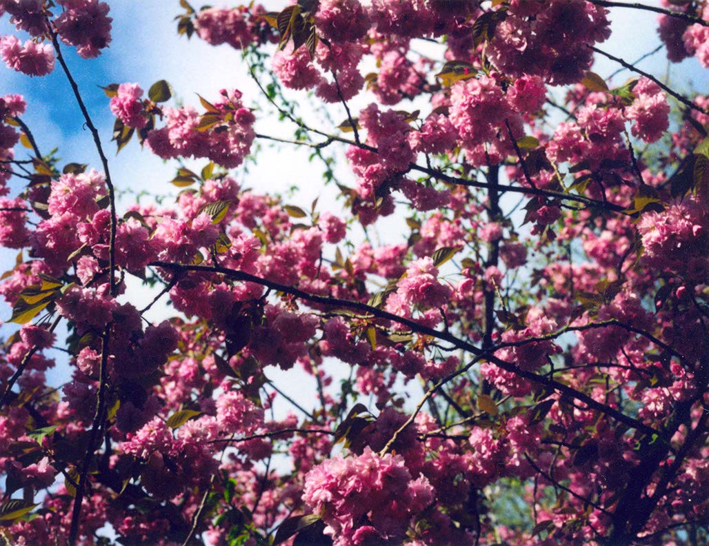 Impactist 600SE Image 12