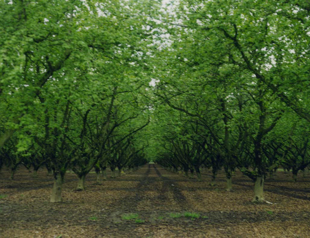 Impactist 600SE Image 14