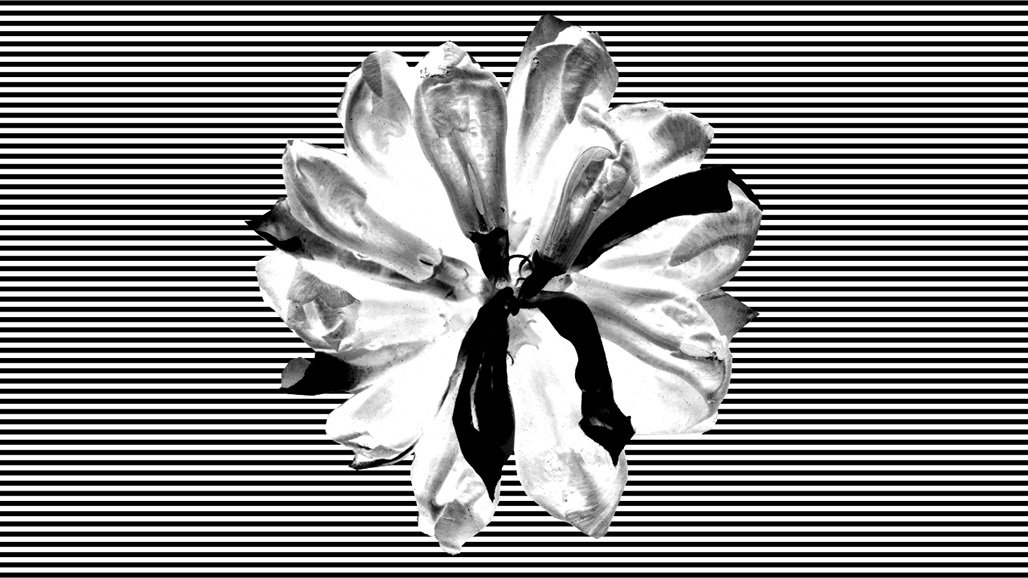 Impactist The Poison Arrows Citi Sno Image