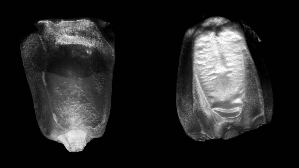 Impactist The Type Writer Still Frame 01