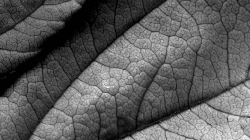 Impactist The Type Writer Still Frame 04