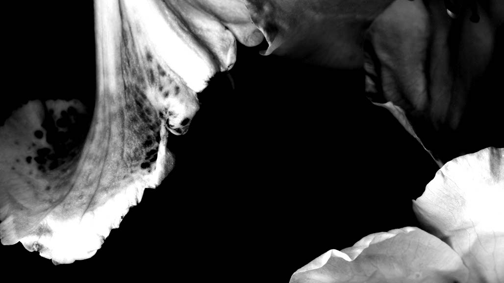 Impactist The Type Writer Still Frame 15