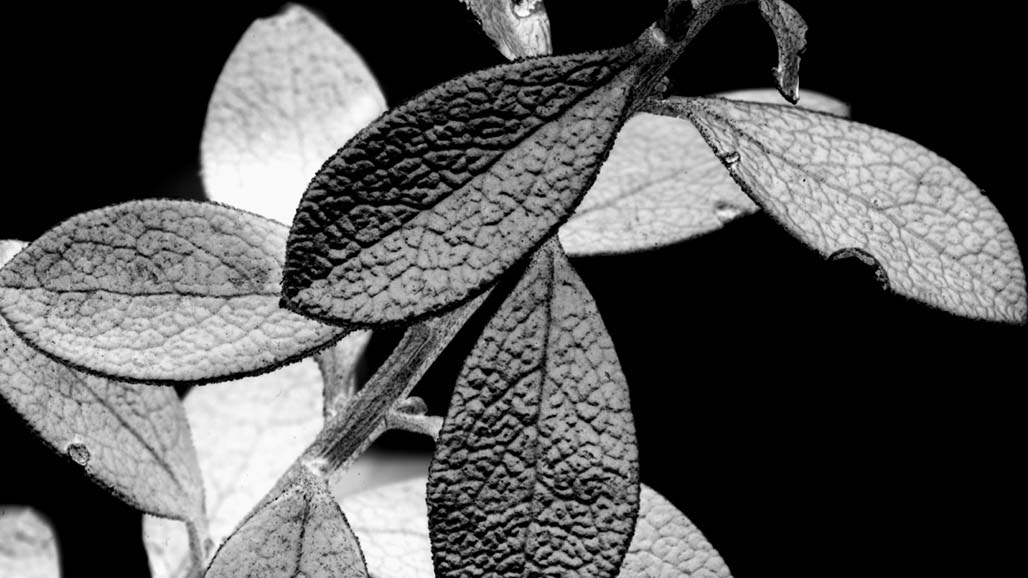 Impactist The Type Writer Still Frame 17