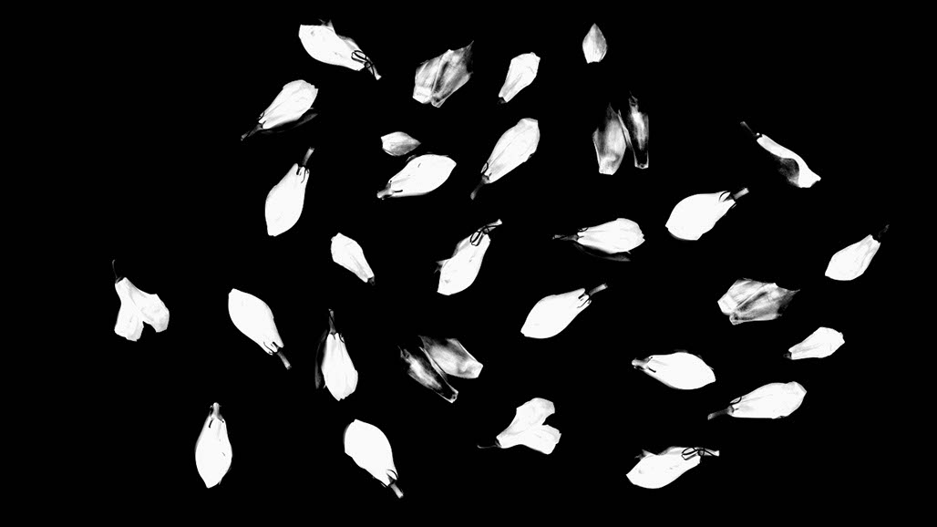 Impactist The Type Writer Still Frame 20