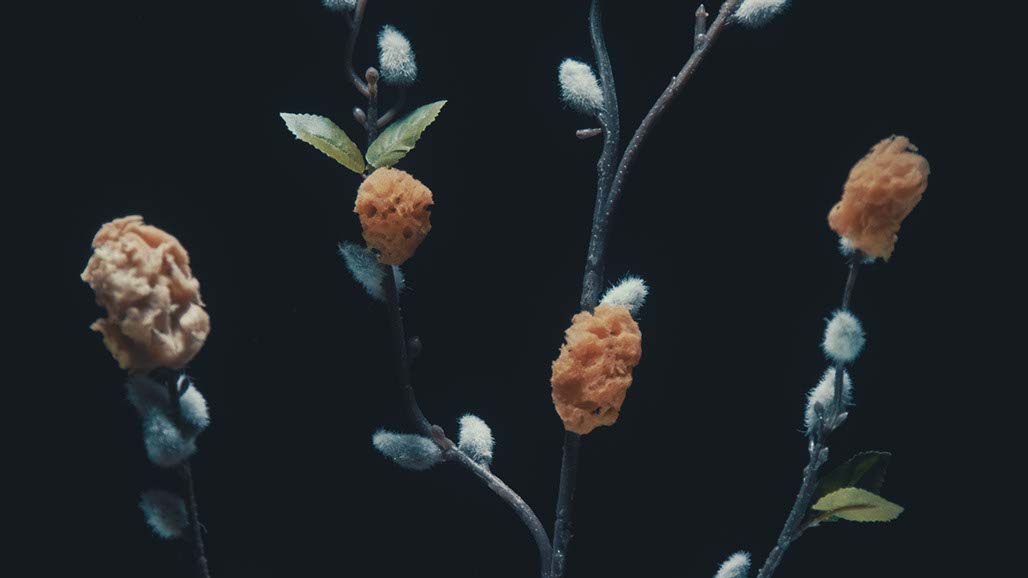 Impactist Carbonated Naturalism Still Frame 07