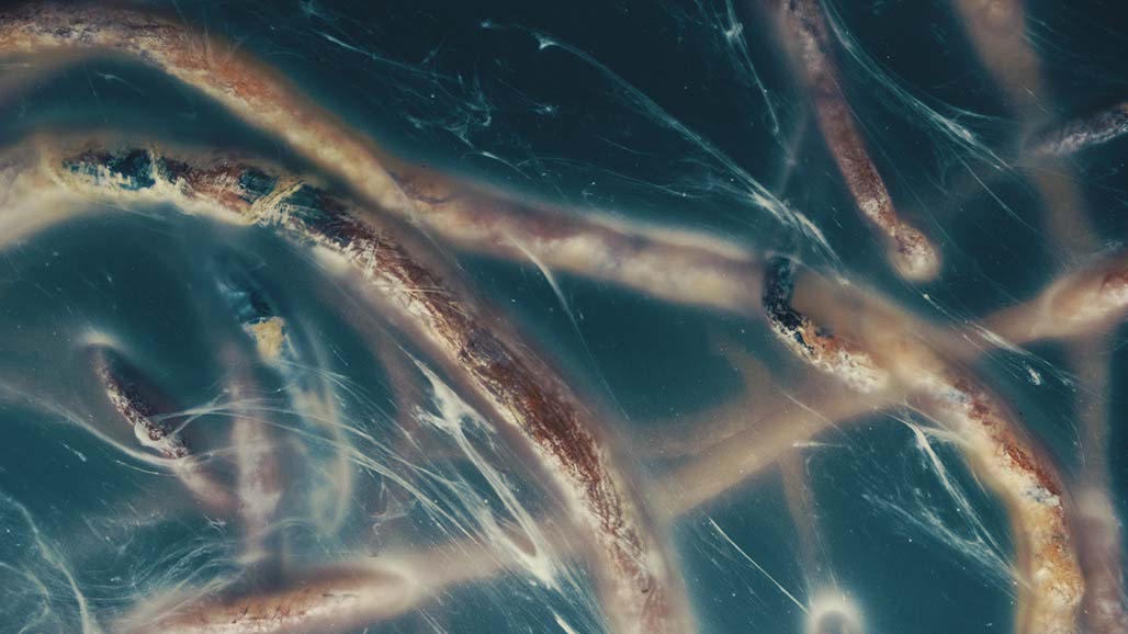 Impactist Carbonated Naturalism Still Frame 16