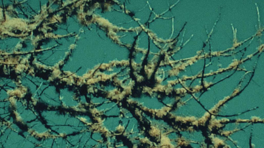 Impactist FR Still Frame 31